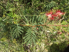 Calliandra peninsularis
