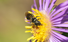 Ceratinini