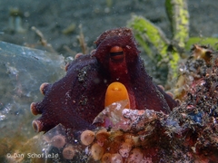 Amphioctopus marginatus