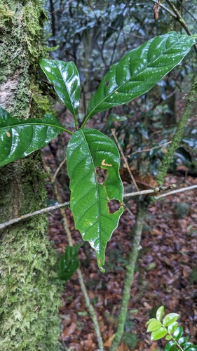 Lithocarpus kawakamii (Lithocarpus kawakamii)