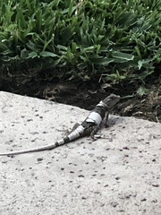 Sceloporus occidentalis