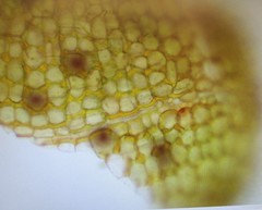 Physcomitrium serratum