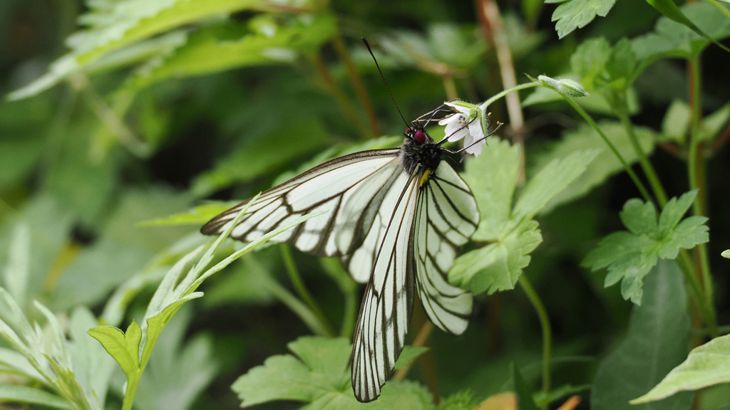 Aporia largeteaui