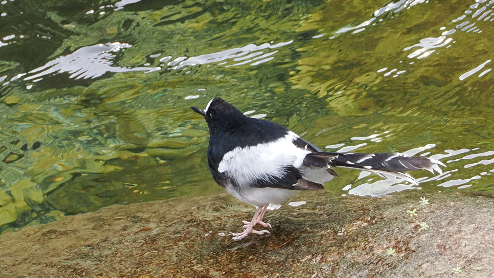 White-crowned Forktail