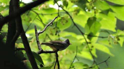 Black-chinned Yuhina (Yuhina nigrimenta), photo 6