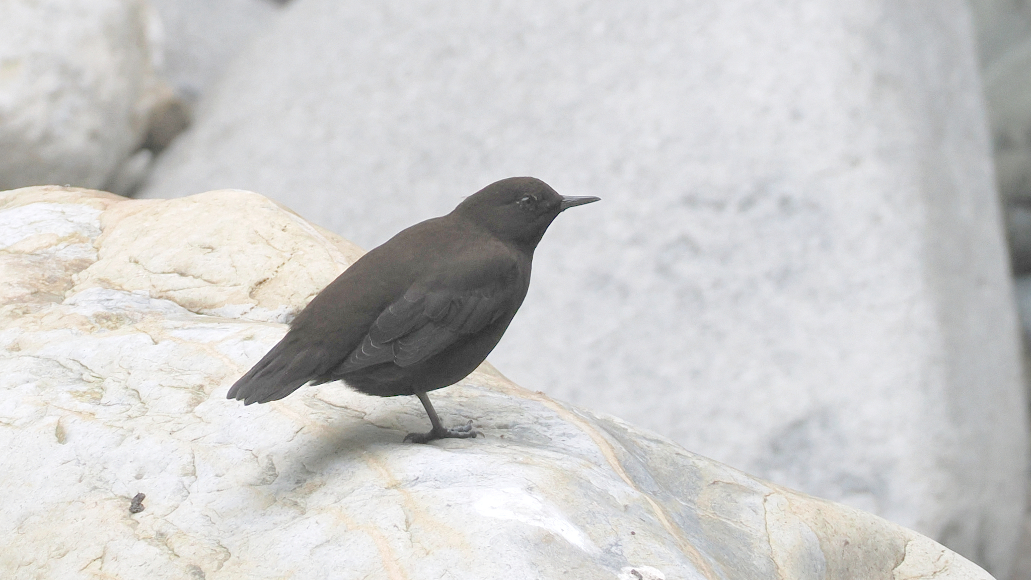 Brown Dipper
