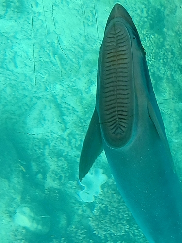 コバンザメ