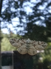 Iridopsis vellivolata