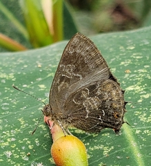 Contrafacia marmoris