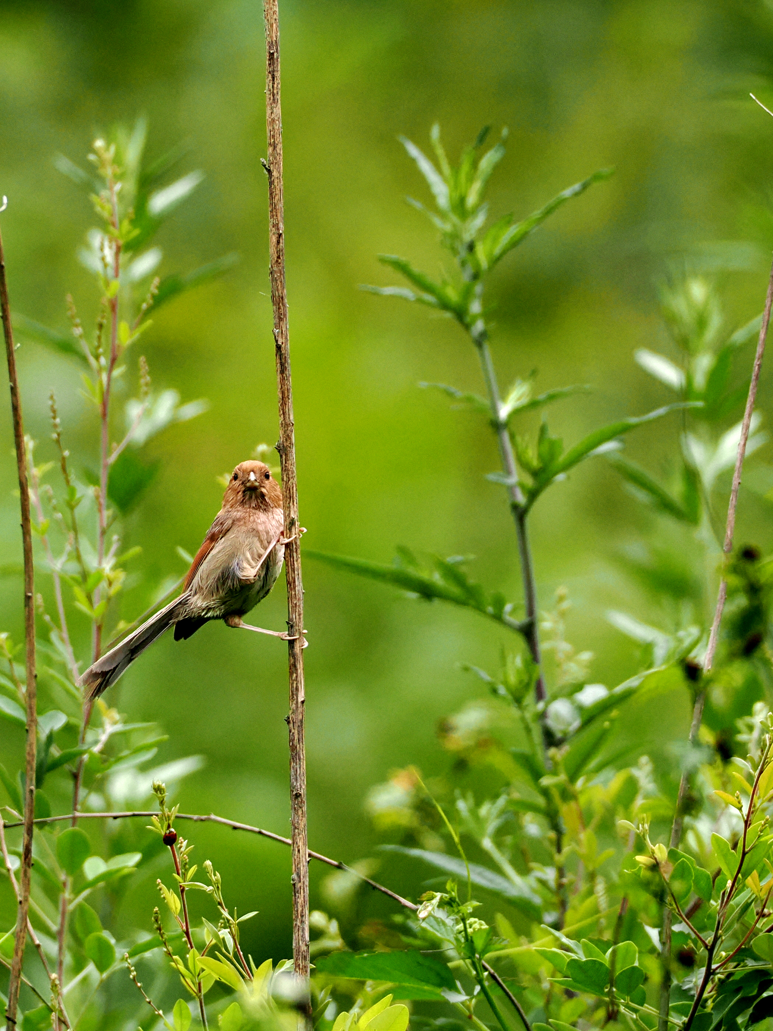 Vinous-throated Parrotbill