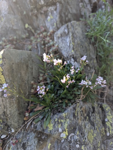 Davidson's rockcress (Boechera davidsonii)