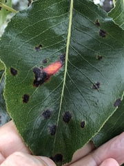 Gymnotelium blasdaleanum