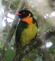 Orange-Breasted Fruiteater photo 3