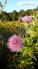 Cirsium pumilum