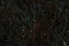 Eriocaulon decangulare image