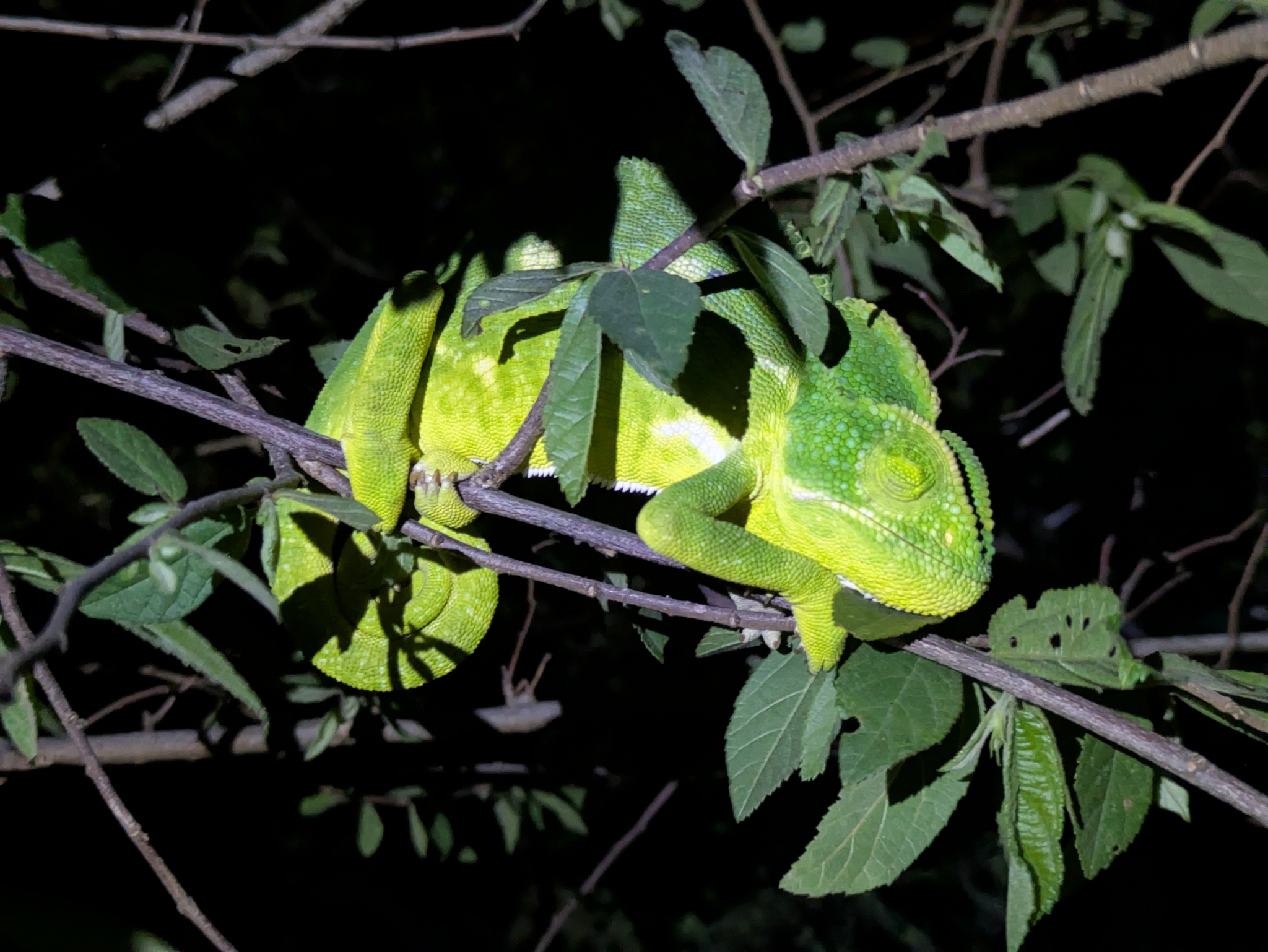 Indian Chameleon