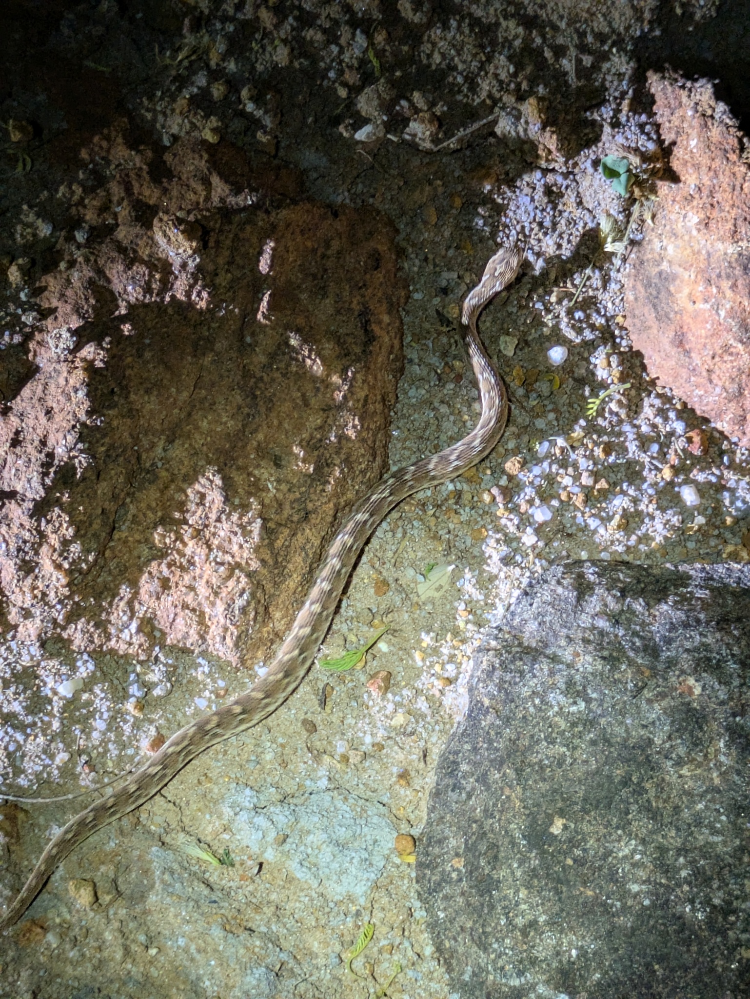 Sindh saw-scaled viper