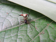 Micrathena sanctispiritus