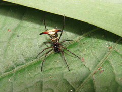 Micrathena sanctispiritus
