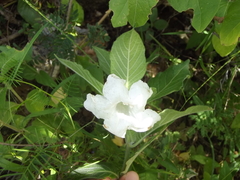 Ruellia leucantha