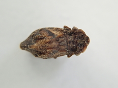 Myerslopiidae