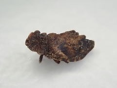 Myerslopiidae