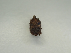 Myerslopiidae