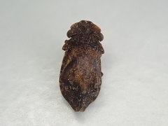 Myerslopiidae