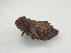 Myerslopiidae