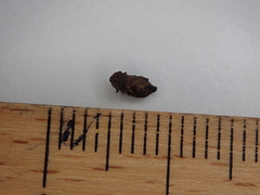 Myerslopiidae