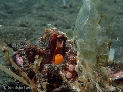 Amphioctopus marginatus
