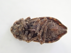 Myerslopiidae