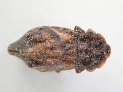 Myerslopiidae
