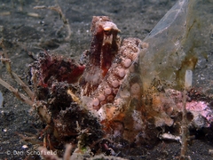 Amphioctopus marginatus