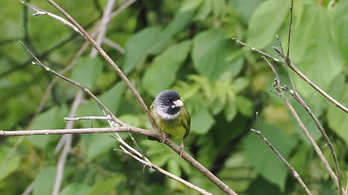 Collared Finchbill