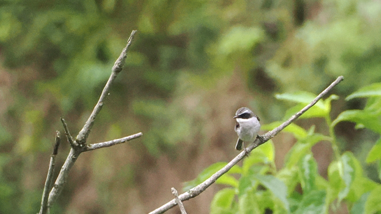 Grey Bush Chat