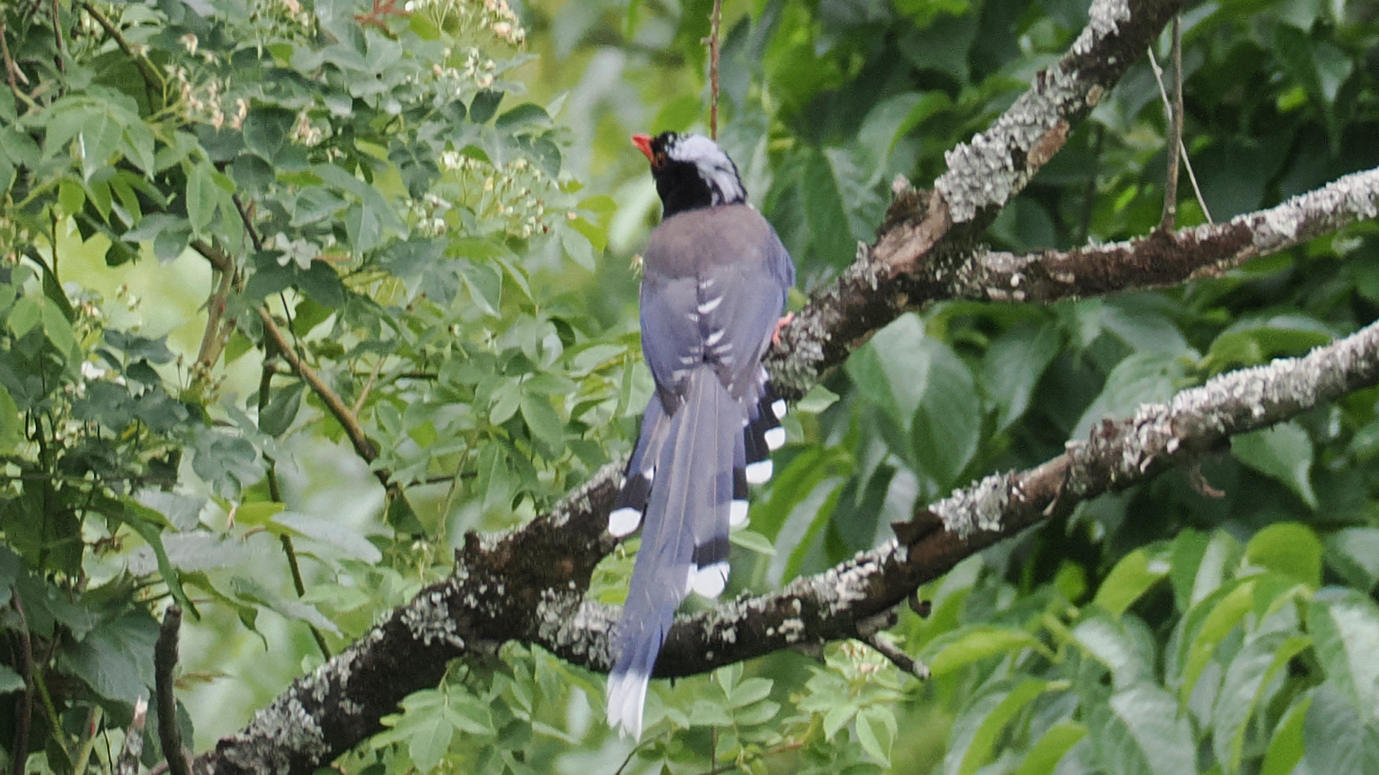 Red-billed Blue Magpie