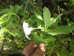 Ruellia leucantha