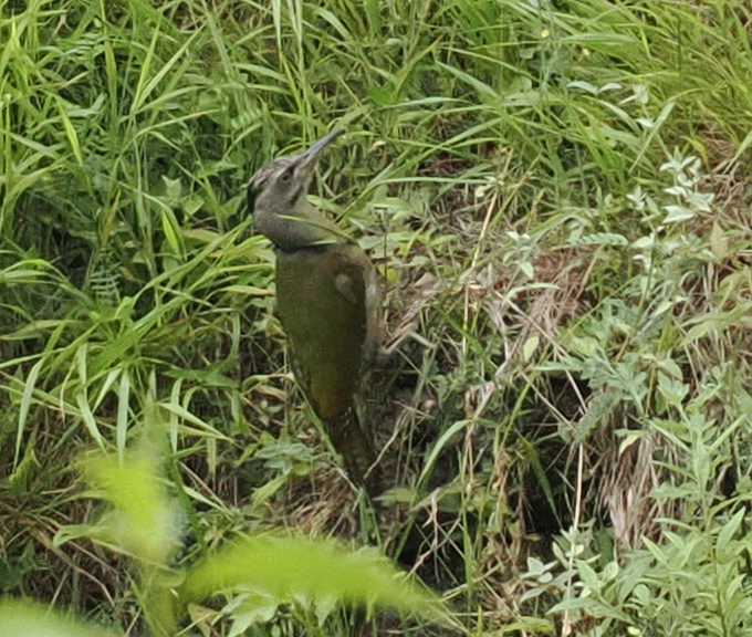 Grey-headed Woodpecker