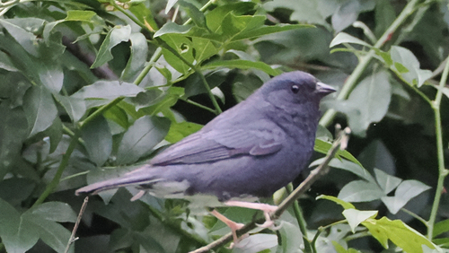 Slaty Bunting (Emberiza siemsseni), photo 5