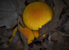 Aureonarius callisteus