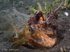Amphioctopus marginatus