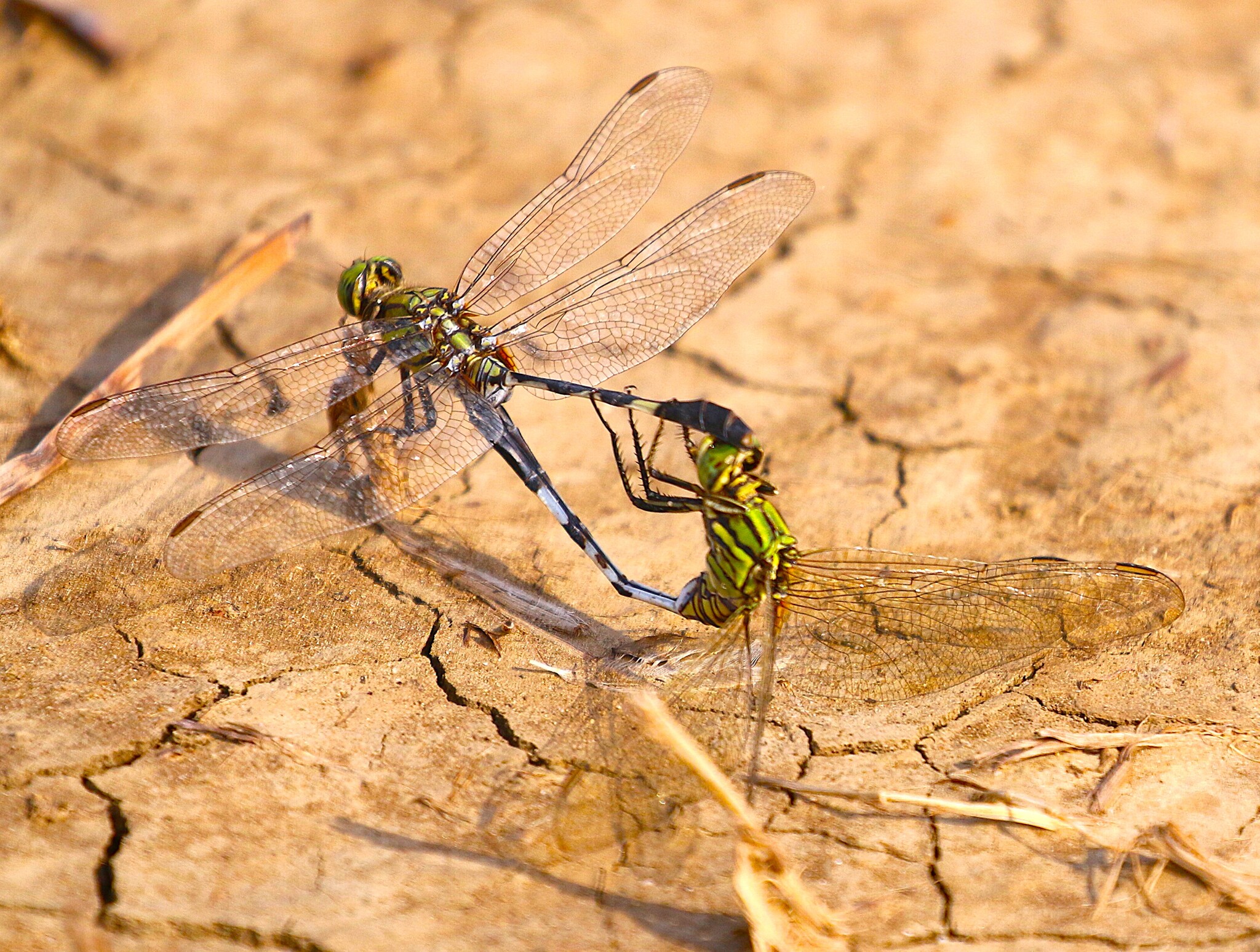 Slender Skimmer