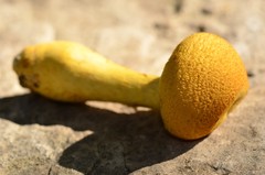 Aureonarius callisteus