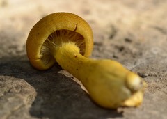 Aureonarius callisteus