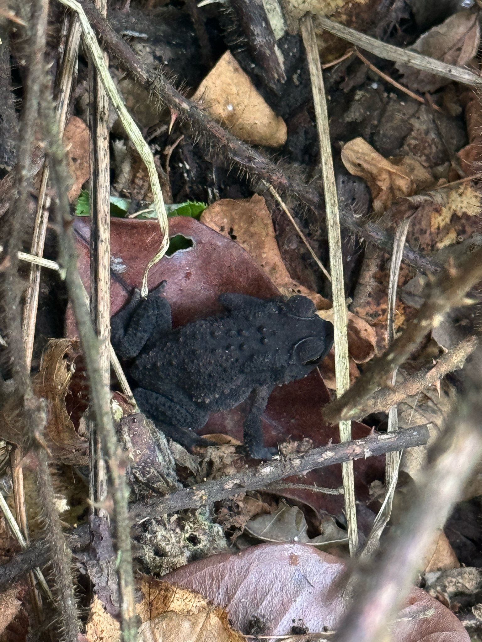 Indian Common True Toad