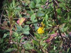 Eristalis flavipes