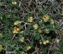Sarcopoterium