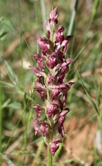 Anacamptis coriophora fragrans