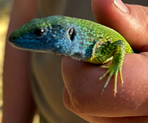 Green Lizard